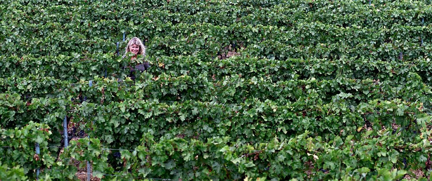 Ing-Cathrin Nilsson på vingården, foto Åke Ericson